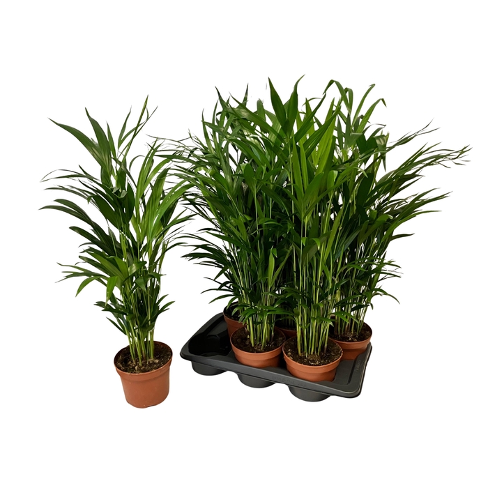 <h4>DYPSIS LUTESCENS</h4>