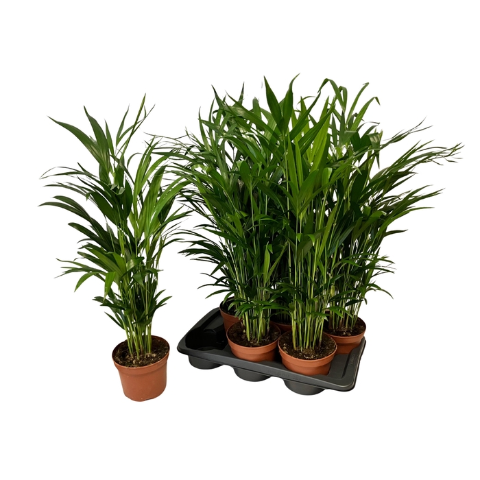 <h4>Areca lutescens 17Ø 85cm 20pp</h4>
