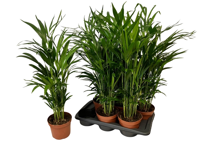 DYPSIS LUTESCENS