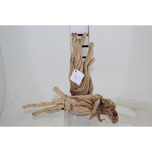 TRONCOS SECOS DE WAX FLOWER P