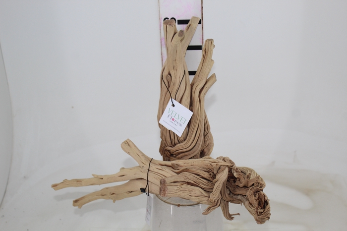 <h4>TRONCOS SECOS DE WAX FLOWER P</h4>