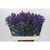 Aster Baby Parade