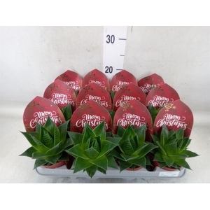 Aloe aristata 'Cosmo'