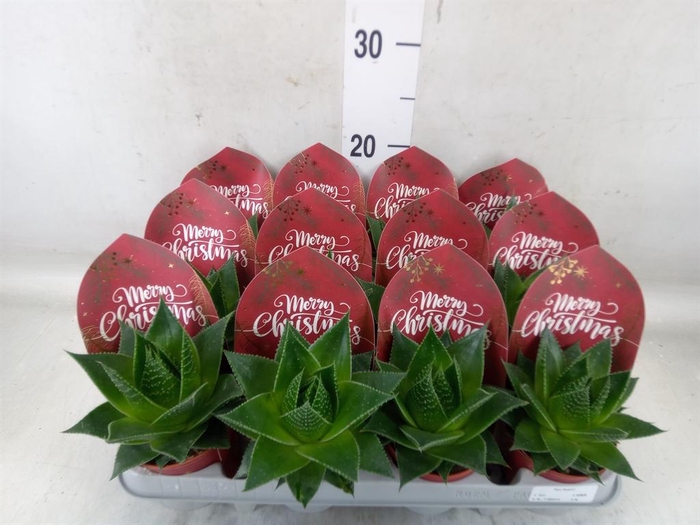 <h4>Aloe aristata 'Cosmo'</h4>