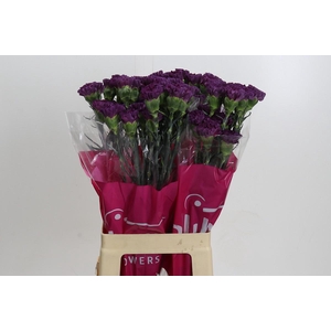 Dianthus St Cobalt Thrill