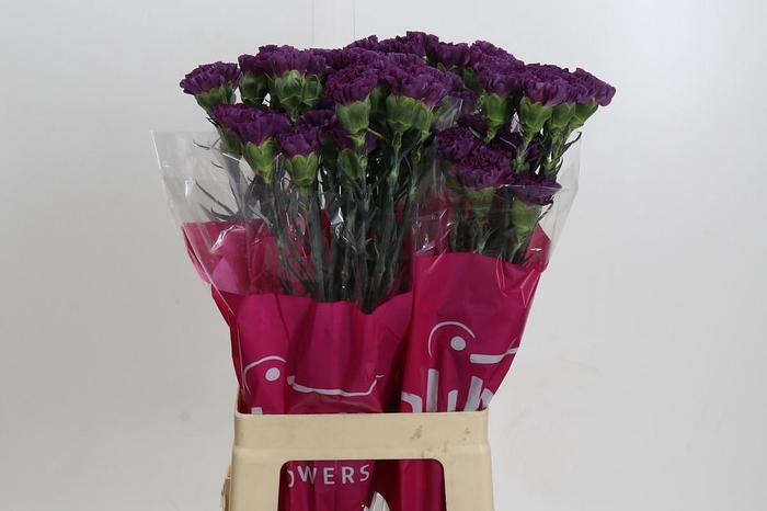 Dianthus St Cobalt Thrill