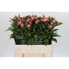 Paeonia Dr A Fleming