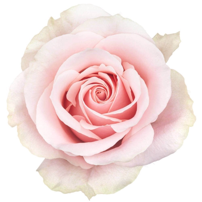 <h4>ROSA GR FRUTTETO</h4>