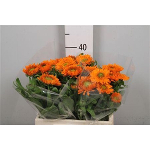 Calend Green Spot Or