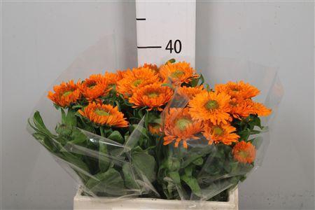 <h4>Calend Green Spot Or</h4>