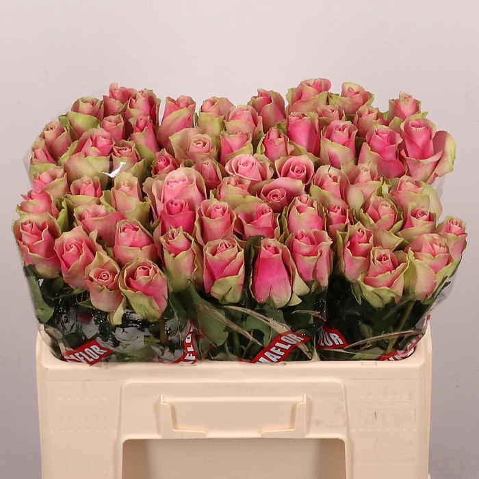 <h4>R GR BELLEVUE</h4>