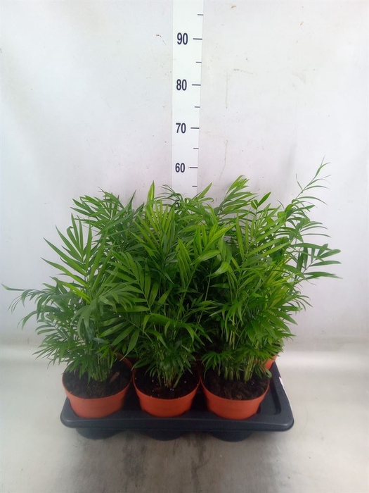<h4>Chamaedorea elegans</h4>