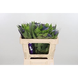 CLEMATIS AMAZING OSLO CLEM AMAZING