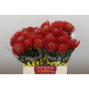 Nutans Ayoba Red