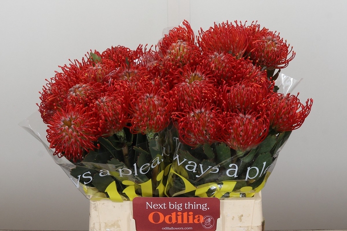 Nutans Ayoba Red