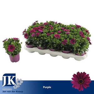 osteospermum Paars TST