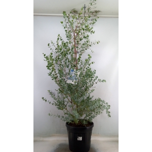Eucalyptus gunnii