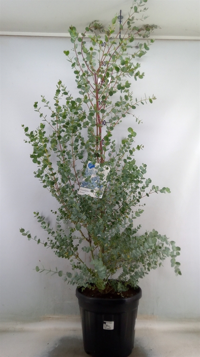 <h4>Eucalyptus gunnii</h4>