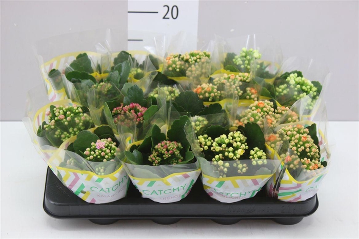 <h4>Gemengde Mini Kalanchoe</h4>
