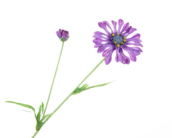 <h4>Centaurea Korenbloem Purple</h4>
