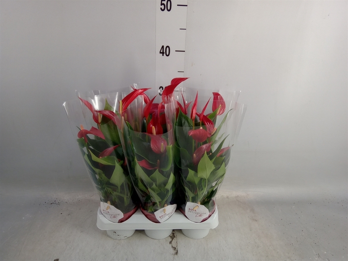 <h4>Anthurium  'Banderola Roja'</h4>