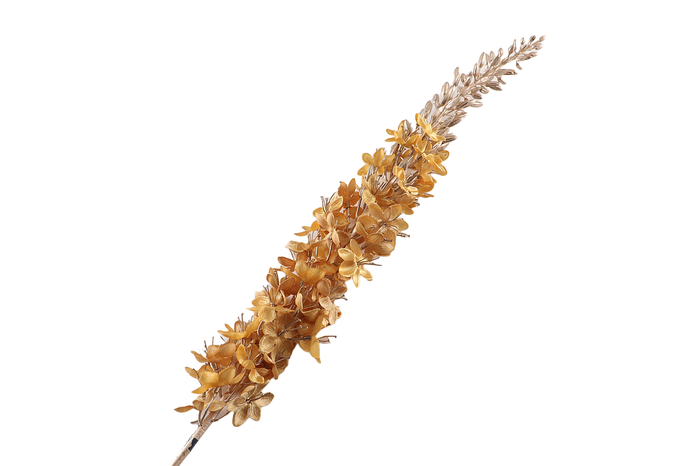 <h4>Eremurus Ochre</h4>