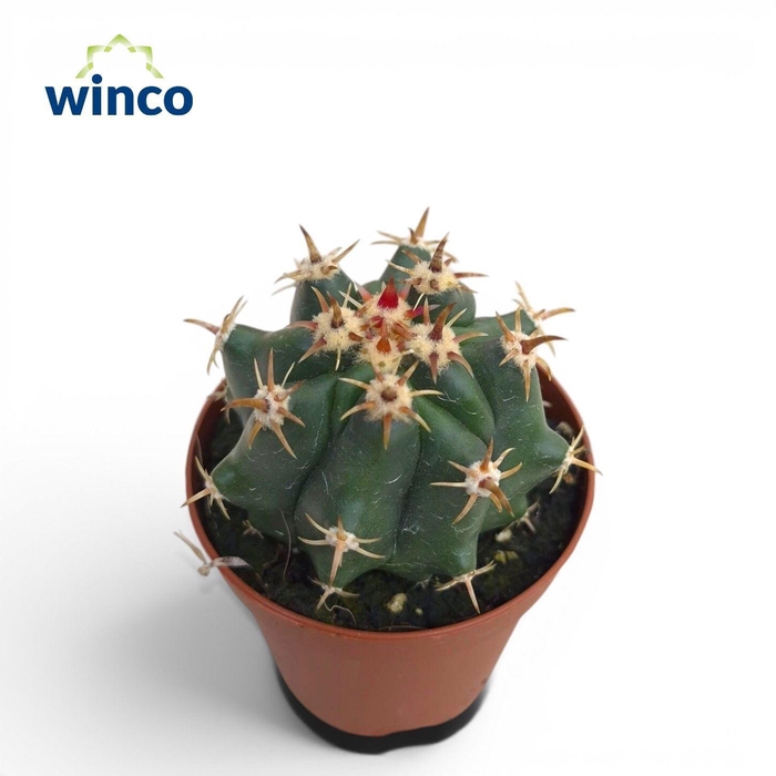 <h4>FEROCACTUS TOWNSENDI</h4>