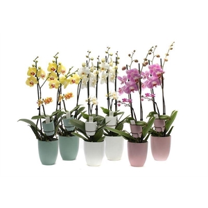 Hugo Hotel Mix Phal Mix 2T+ Tiny Dolls 1T