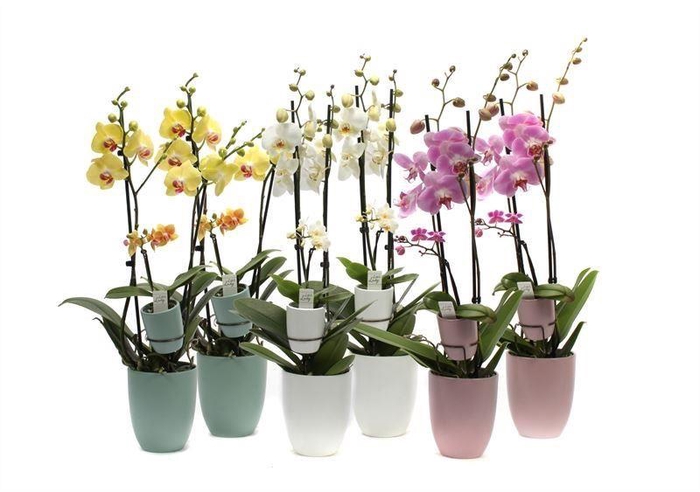 <h4>Hugo Hotel Mix Phal Mix 2T+ Tiny Dolls 1T</h4>
