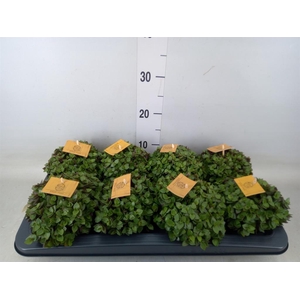 Callisia repens 'Turtle'