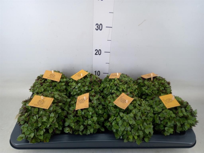 <h4>Callisia repens 'Turtle'</h4>