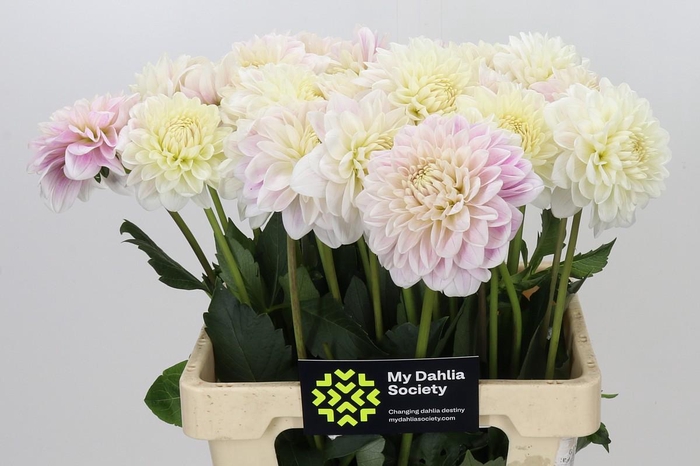 <h4>Dahlia Albaia</h4>