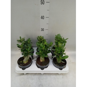 Adenium obesum