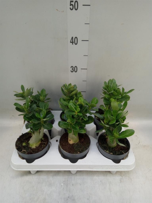 <h4>Adenium obesum</h4>