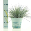 Festuca glauca CompactA Blue®