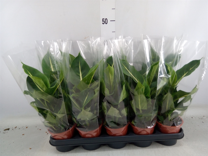 <h4>Dieffenbachia  'Green Magic'</h4>