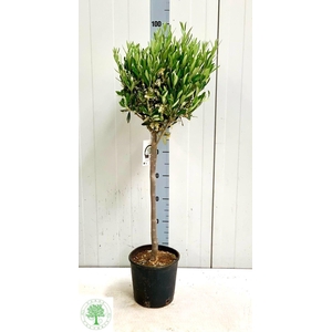 OLEA EUROPAEA