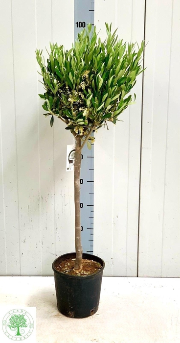 <h4>OLEA EUROPAEA</h4>