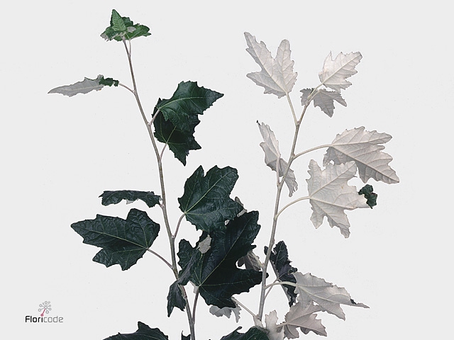 CORNUS ALBA ABEEL VERTAKT 120CM