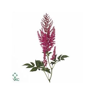 Astilbe Else Schluck