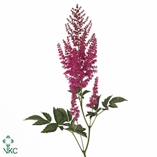 <h4>Astilbe Else Schluck</h4>