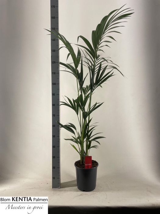 <h4>HOWEA FORSTERIANA</h4>