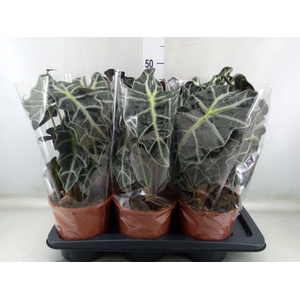 Alocasia amazonica 'Polly'