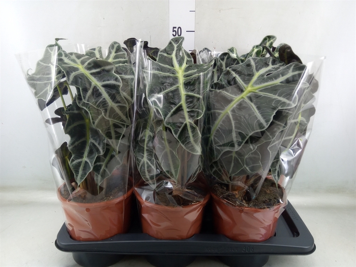 <h4>Alocasia amazonica 'Polly'</h4>