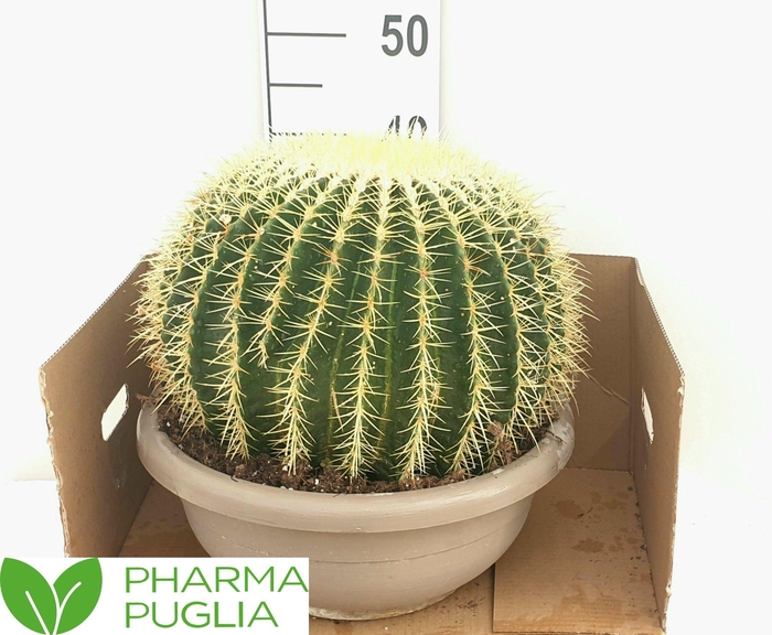 <h4>ECHINOC GRUSONII</h4>