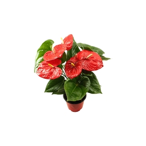 Anthurium XL.88 Aloha red 14cm