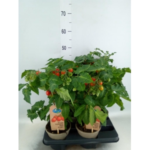 Solanum lycopersicum   ...