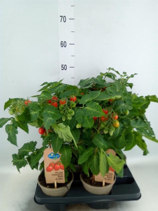 <h4>Solanum lycopersicum   ...</h4>