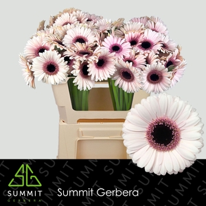 Gerbera MI 'Abby Lou'