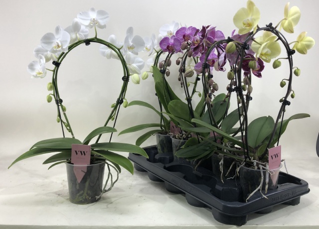 PHAL GEM